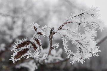 branches of trees in frost