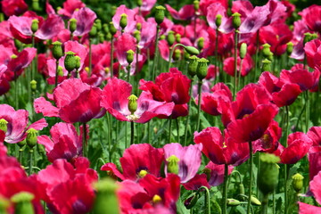 Schlafmohnblüten - Mohnfeld in Blüte - Rosa und pinke Blütenpracht
