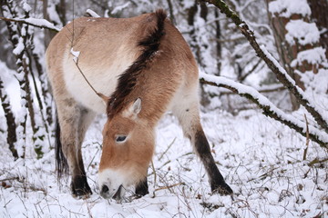 Przsewalski-Pferd