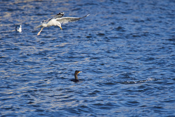 Seagull attacking a cormorant