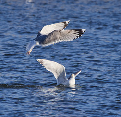 Seagulls fighting on water