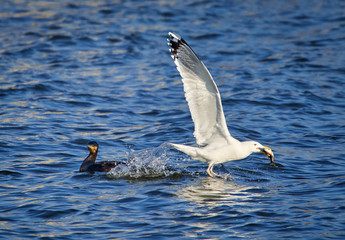 Seagull attacking a cormorant