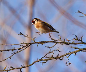 Goldfinch bird perched