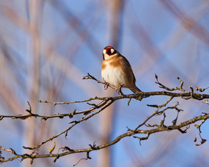 Goldfinch bird perched