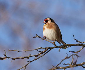 Goldfinch bird perched