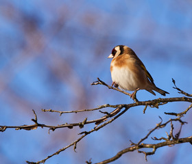 Goldfinch bird perched