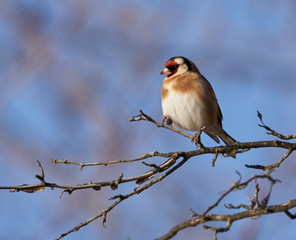 Goldfinch bird perched