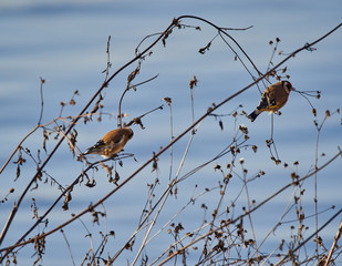 Goldfinch bird perched