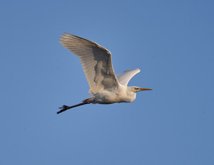 Great egret in flight