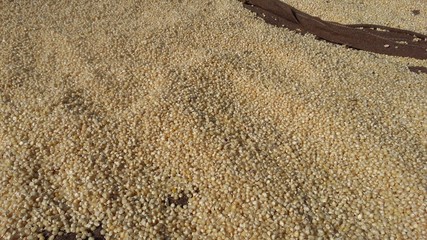 corn open in sun for drying
