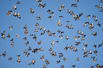 Many pigeons flying