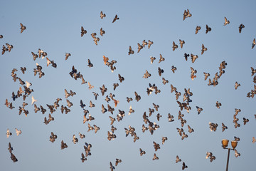 Many pigeons flying