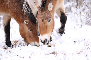 Fototapeta premium Przsewalski-Pferd