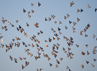 Many pigeons flying