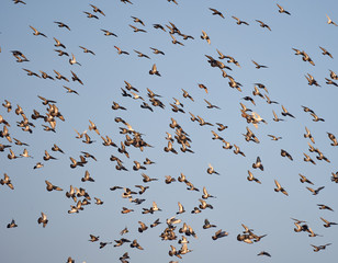 Many pigeons flying