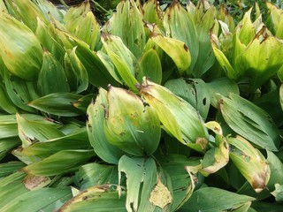 Obraz premium bananas on tree