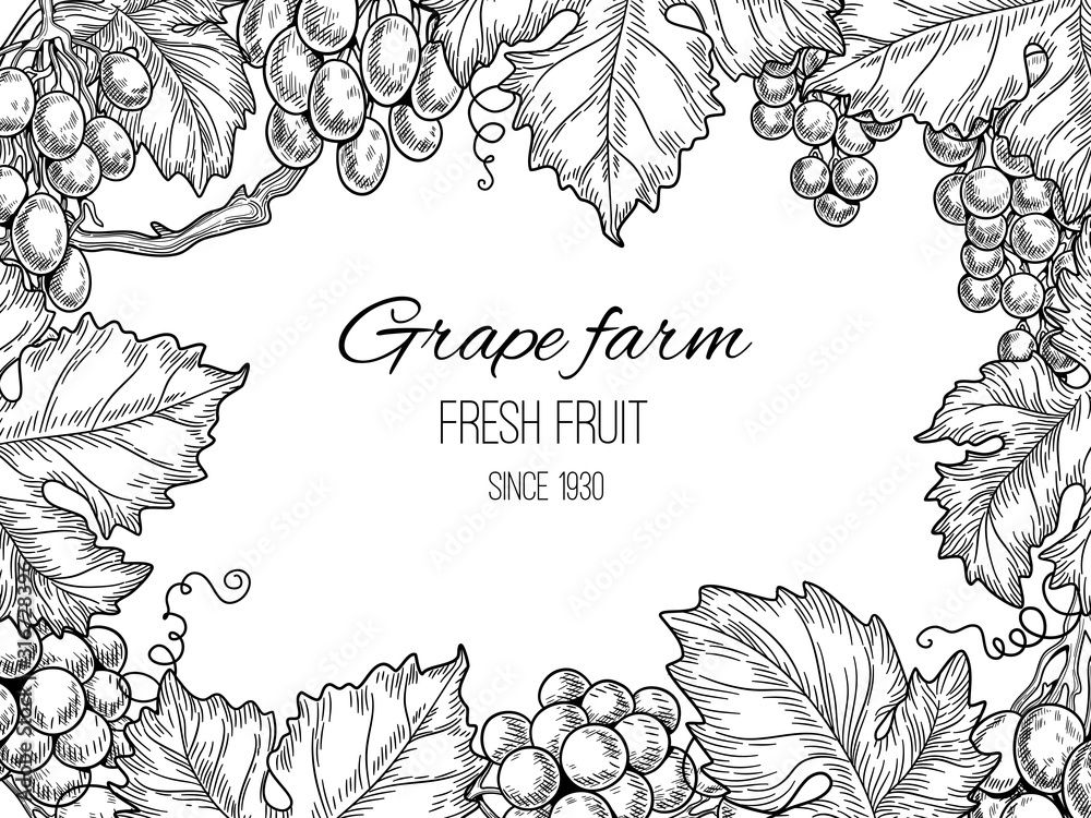 Wall mural grape frame. vineyard vintage vector background with grapevine and leaves. illustration farm grapevi