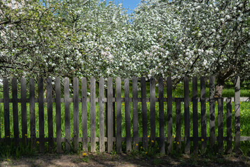 Wooden fence near the flowering apple-tree in the garden, very shallow depth of field. General form.