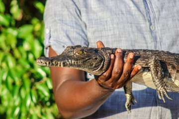 baby alligator 