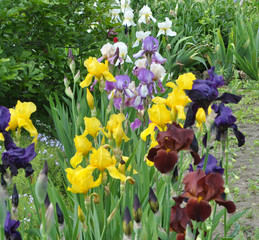 Irises flower in the spring