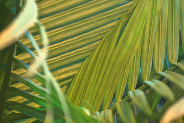 Fancy pattern of delicate green leaves of a tropical palm tree
