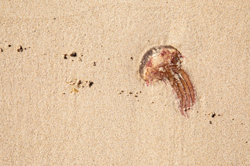 Jellyfish lie on beach sand - dangerous animal poison toxic - Abstract Design - Seamless Pattern With Gleaming Jellyfishes - Jellyfishes Texture - washed up on beach - summer summertime beach life