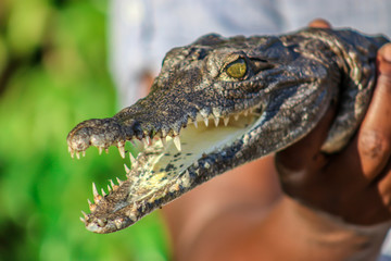 baby alligator open mouth