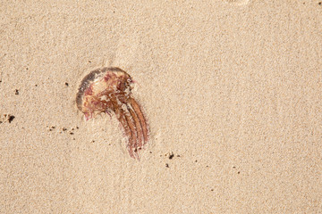 Jellyfish lie on beach sand - dangerous animal poison toxic - Abstract Design - Seamless Pattern With Gleaming Jellyfishes - Jellyfishes Texture - washed up on beach - summer summertime beach life