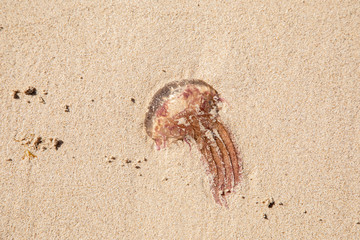 Jellyfish lie on beach sand - dangerous animal poison toxic - Abstract Design - Seamless Pattern With Gleaming Jellyfishes - Jellyfishes Texture - washed up on beach - summer summertime beach life