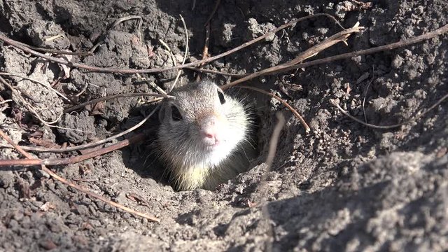 4K Weasel by Hole in Field, Otter, Mink, Marten Searching Food, Close up