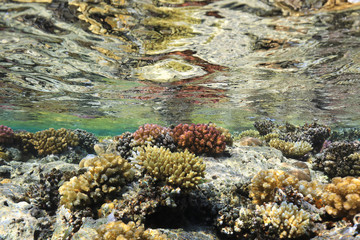 Fototapeta na wymiar Coral reef in the Red Sea