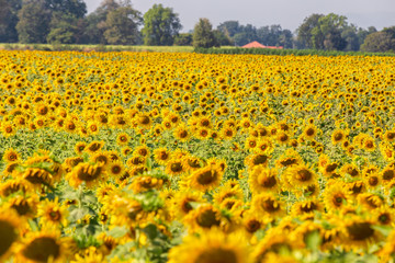 Beautiful sunflowers in spring field