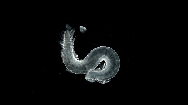 the Typhloscolex sp. worm under a microscope, class Polychaeta, type Annelida, has comb-shaped dorsal and ventral plates, holoplankton - it spends the entire life cycle in the form of plankton in the
