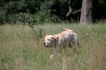 Fototapeta premium Active, smile and happy purebred labrador retriever dog outdoors in grass park on sunny summer day.