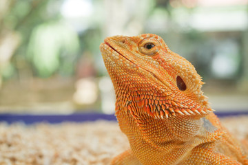 reptil animal of small exotic pet