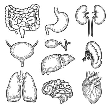 Human organs sketch. Brain kidney heart stomach anatomy body parts vector hand drawn set. Illustration internal organ, stomach and heart, brain and liver