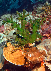 Bush of hard coral from the family Tubastrea. Underwater photography. Philippines.