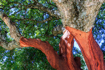 Geschälte Korkeiche (Quercus sube) in Andalusien