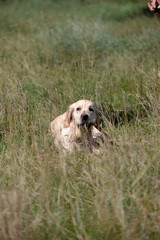 Active, smile and happy purebred labrador retriever dog outdoors in grass park on sunny summer day.