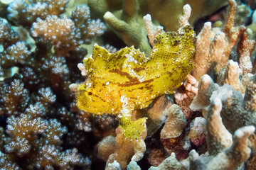 Colorful scorpionfish (paper fish) lying in wait camouflaged among the corals. Underwater photography, Philippines.