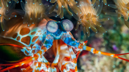 Peacock mantis shrimp gets out of his burrow. Underwater macro photography - obrazy, fototapety, plakaty