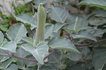 Datura