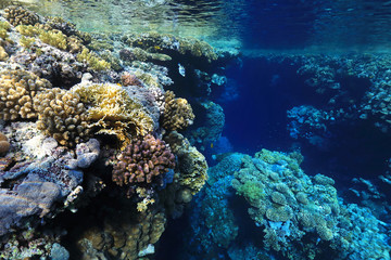 Coral reef in the Red Sea