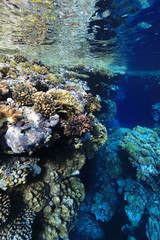 Fototapeta na wymiar Coral reef in the Red Sea