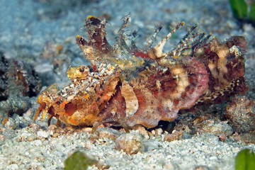 Devil scorpion fish (Walkman) lying on the sand waiting for prey. Underwater macro photography