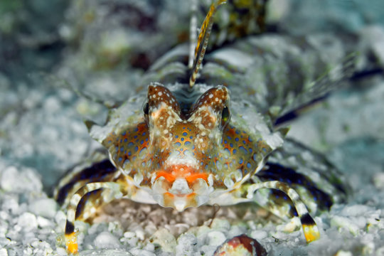 Fingered dragonet (Dactylopus) close up. Underwater macro photography. Philippines