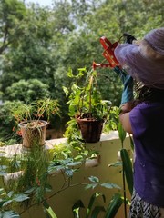 woman watering plants in the garden