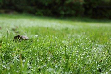 water dew drop on green grass garden