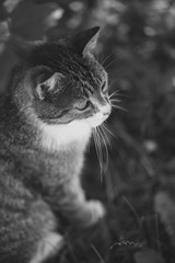 Portrait of domestic cat outdoor. Spring or summer time.