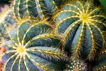 Beautiful decorative plant Notocactus close-up